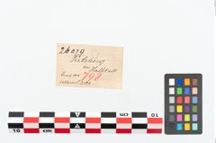 Etikett zu Bronzekugelkopfnadel (NHMW-PRAE-026079)